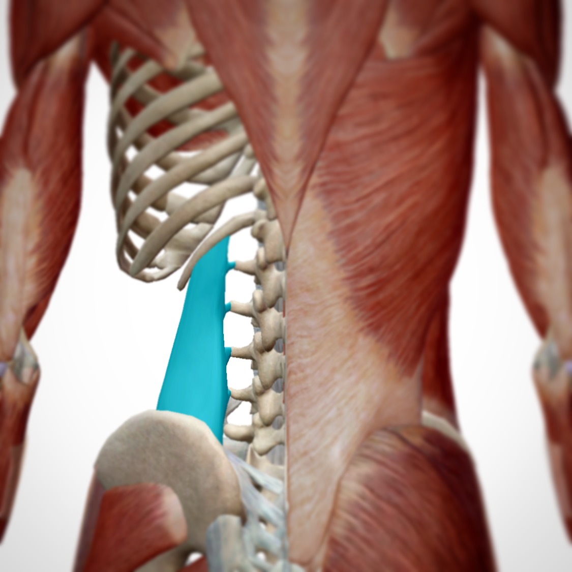 Why Have I Hurt My Lower Back? Again? and why you need to see your chiropractor in Brookvale