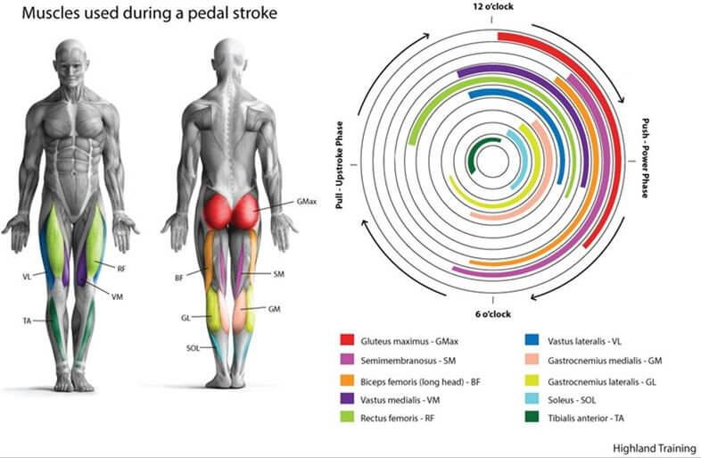The main muscles used when cycling, if youd like help with your sporting injuries. visit your local brookvale physio