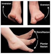 The Tibialis Anterior controls inversion and eversion of the foot, which can often be a source of knee pain in Brookvale