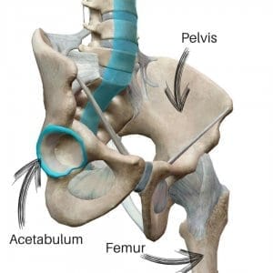 How your hip socket will affect your squat