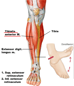 if you get persistent knee pain visit your local Northern beaches chiropractor located in Brookvale