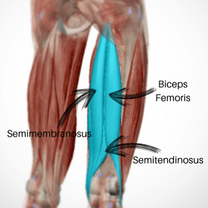 The Hamstrings and how they control your hips