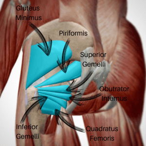 How the Deep hip external rotators could be causing your lower back pain after deadlifting