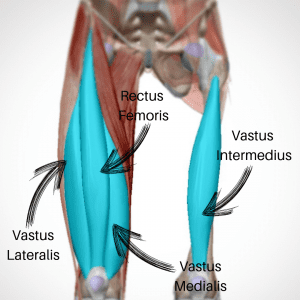 The Quadriceps and hows they control your hips