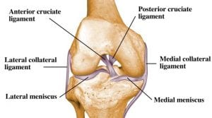 Ligaments of the Knee are placed under extra stress